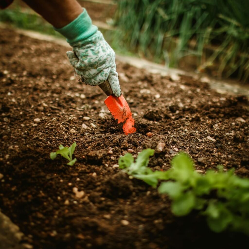 Vegetable Garden at Home
