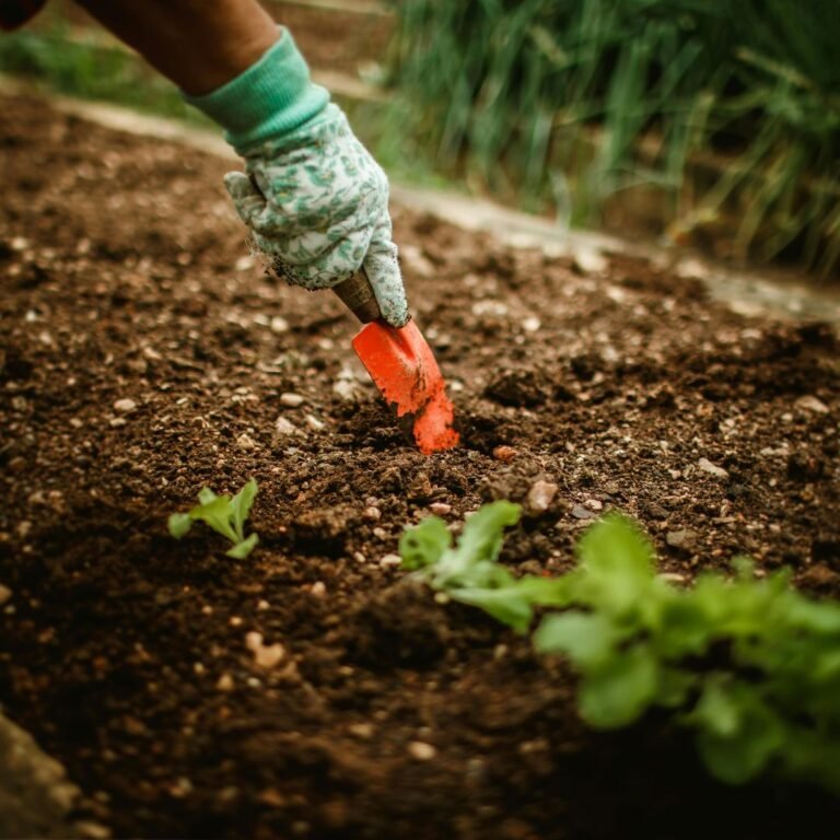 Vegetable Garden at Home